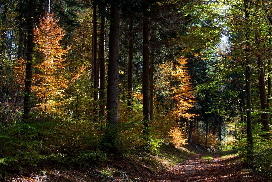 fall, forest, trees, colors, wood, autumn landscape, nature HD wallpaper