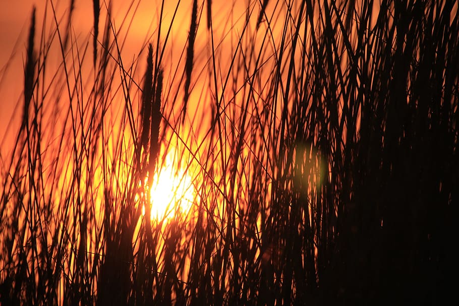 Sun, Air, Sunset, Reed, Grass, nature, orange Color, abstract HD wallpaper