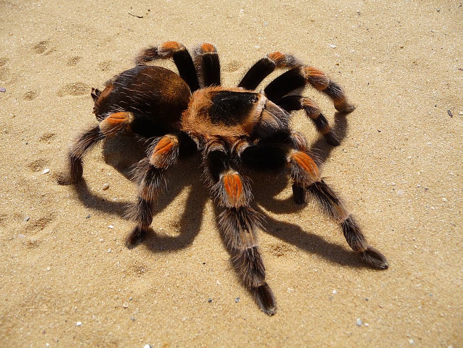 brown tarantula spider on sand, Mexican, red-knee, arachnid HD wallpaper