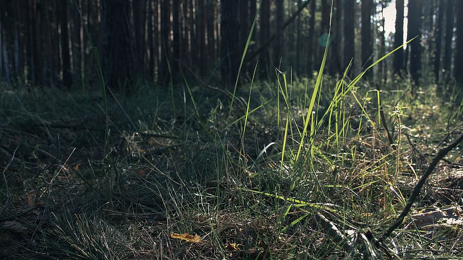 Forest, Grass, Sunrise, nature, no people, tranquility, day HD wallpaper