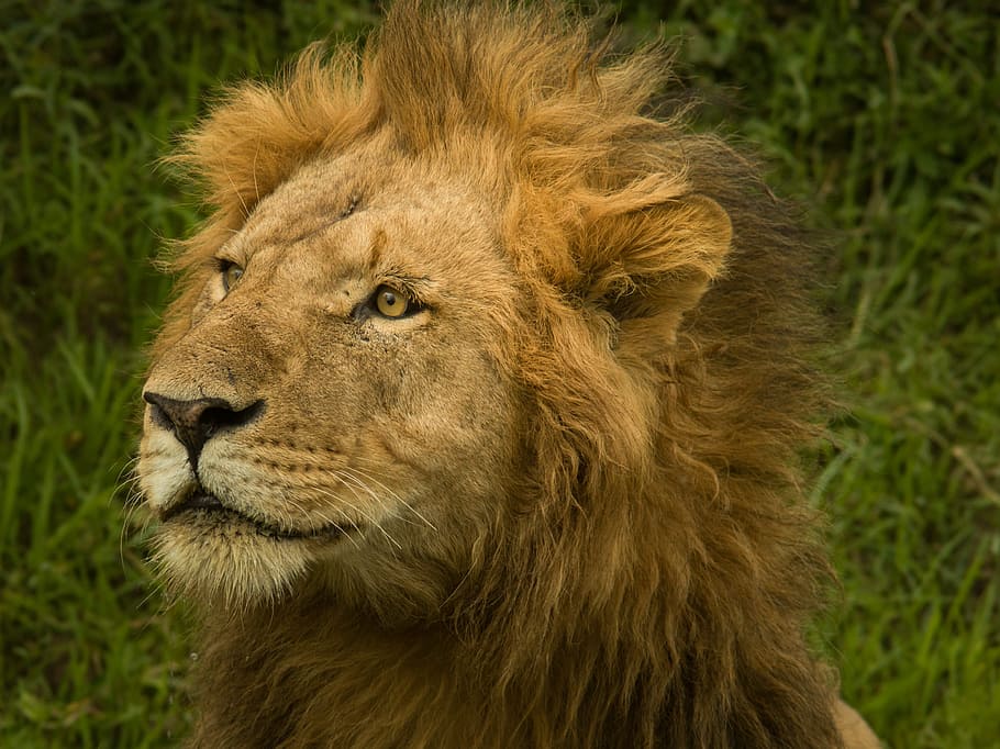 close-up photo of lion, animal, big, carnivore, cat, danger, eye, HD wallpaper