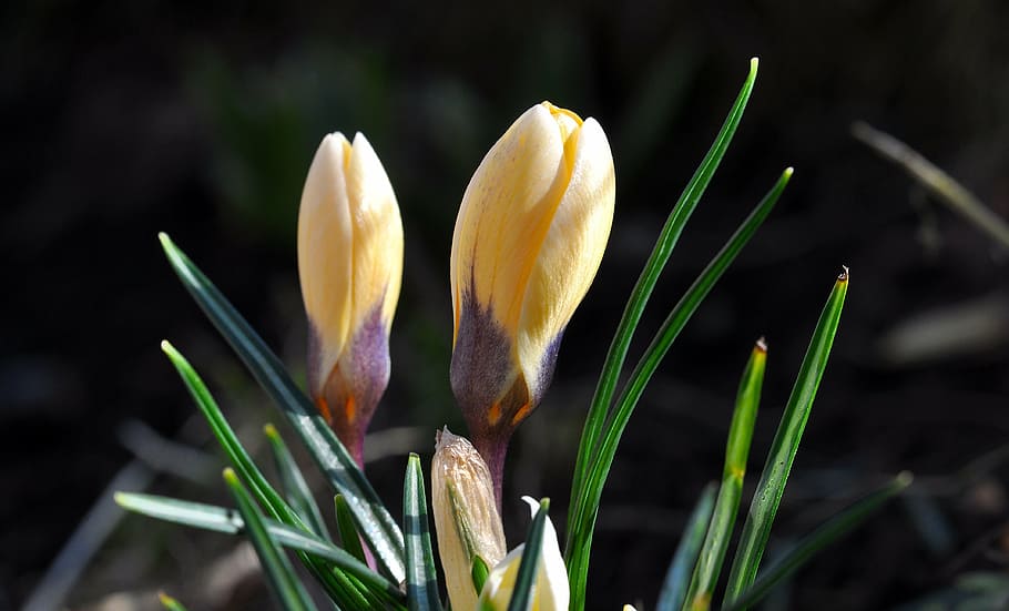 crocus, flower, blossom, bloom, closed, yellow, spring flower HD wallpaper