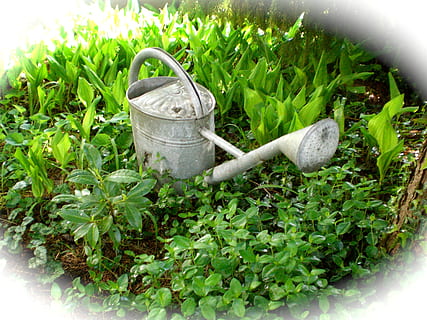 casting, irrigation, pot, decoration, sheet, vessel, gardening HD wallpaper