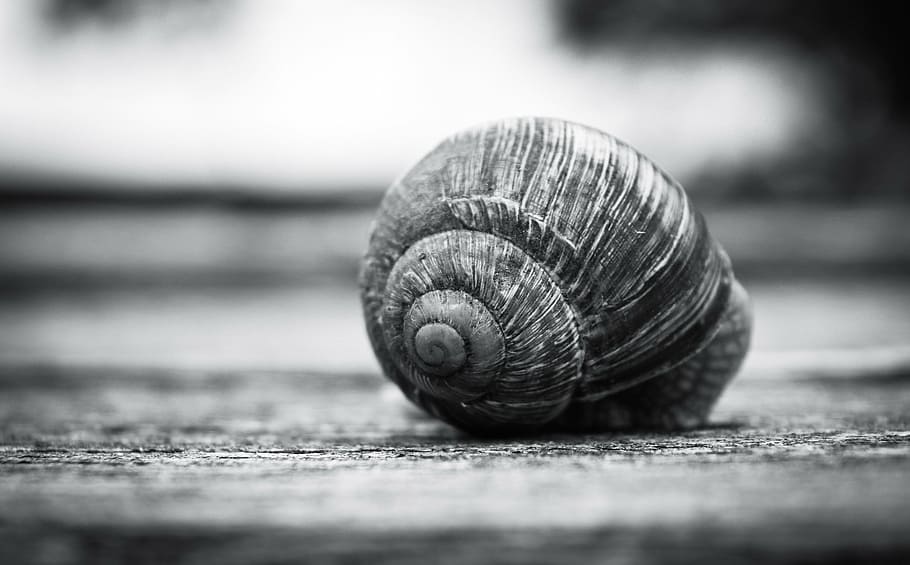 snail shell, natural, macro, garden, black and white, botanical HD wallpaper