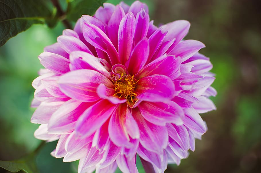 Flower, Pink, Blossom, Bloom, petal, nature, focus on foreground HD wallpaper