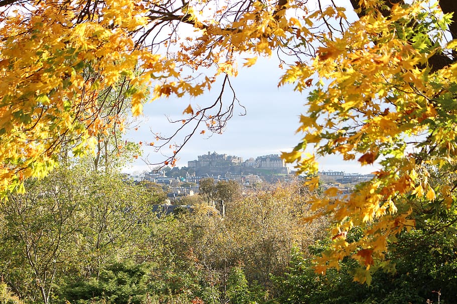 view on castle, edinburgh, scotland, autumn, plant, tree, change, HD wallpaper