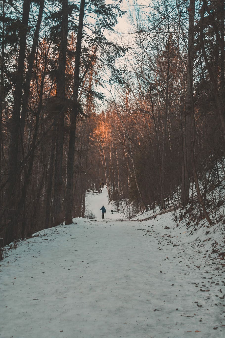person walking in between tall trees during daytime, person walking on dirt road covered by snow between trees during daytime HD wallpaper