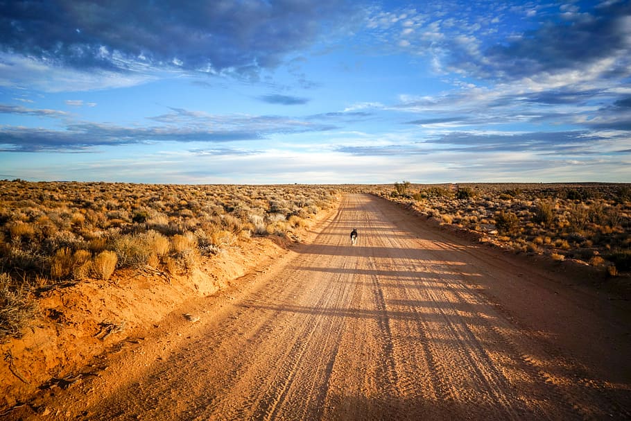 landscape photography of desert, desert trail, road, track, dog HD wallpaper