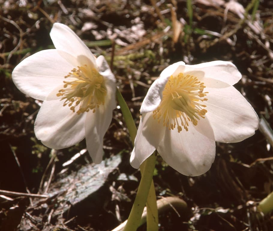 Flower, Blossom, Bloom, White, anemone blanda, christmas rose HD wallpaper