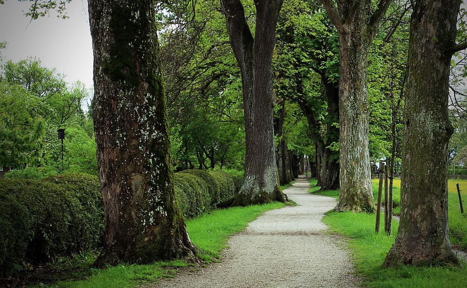 gray pathway between trees, avenue, away, nature, oak, on both sides HD wallpaper