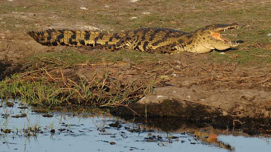 Crocodile, Botswana, Chobe, animals in the wild, reptile, one animal HD wallpaper