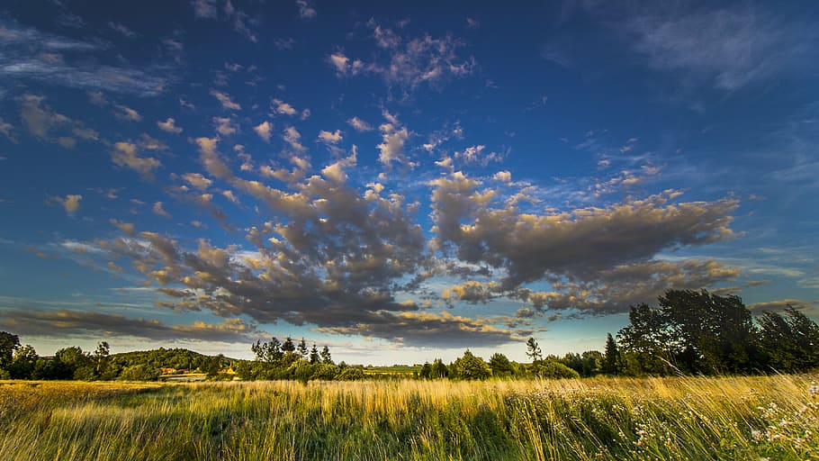 rice field surrounded by trees under blue sky, countryside HD wallpaper