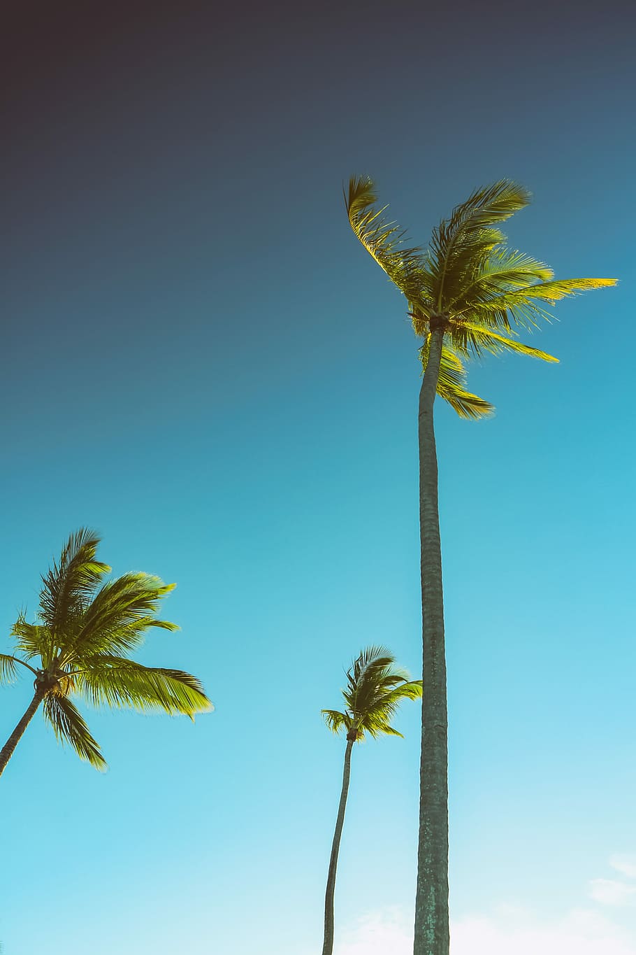 three green palm trees under blue sky, worm's eye view photography of waving palm trees during daytime HD wallpaper
