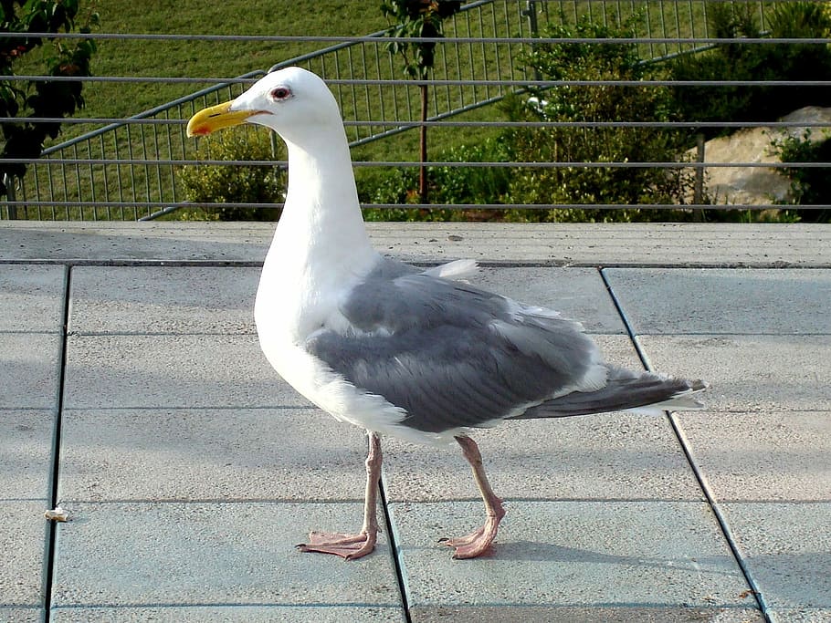 Seagull, Bird, Walking, Sidewalk, ocean, seabird, water, shore HD wallpaper