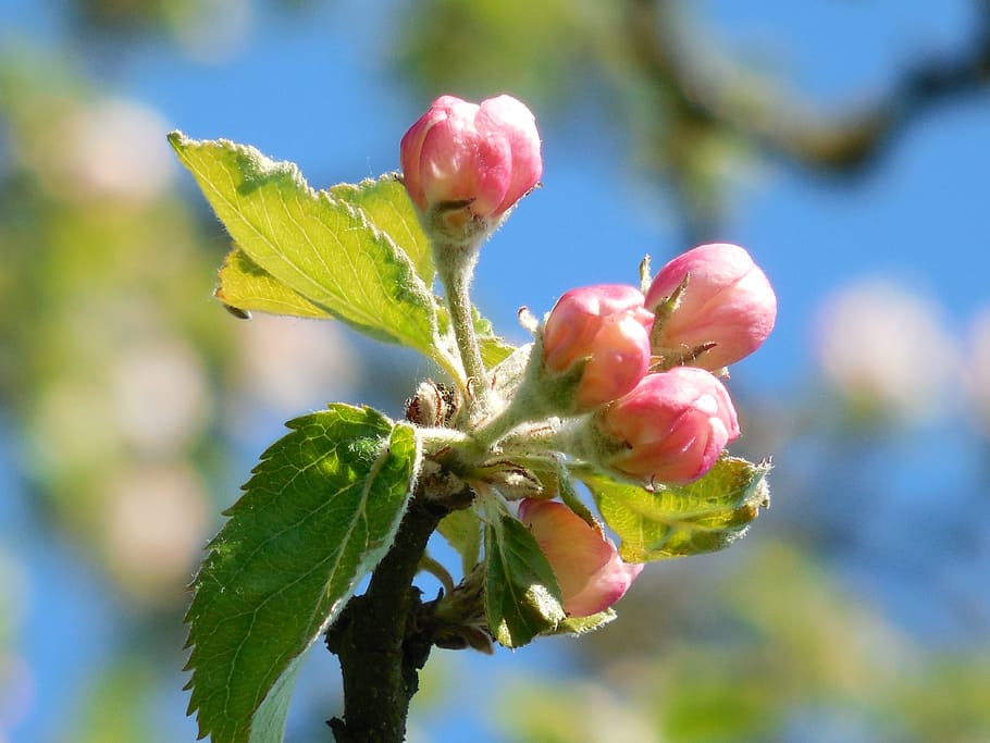cherry blossoms, spring, blossoming cherry, tree, branch, plant HD wallpaper