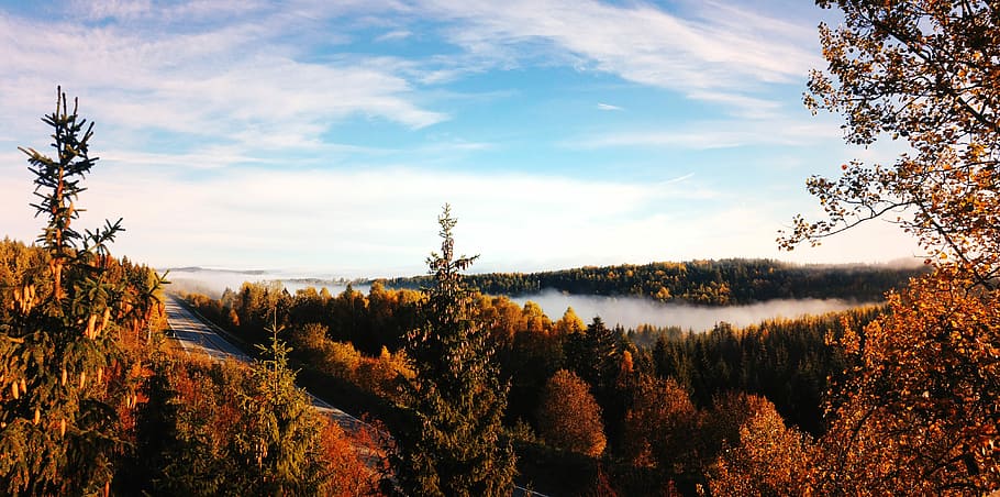 green forest photography, nature, tree, landscape, autumn, scenics HD wallpaper