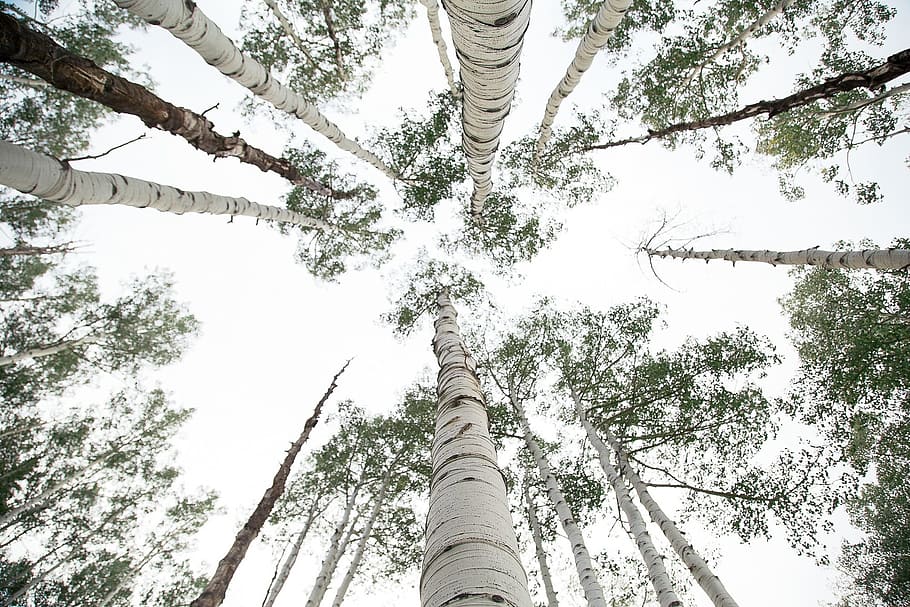 worm's-view photo of trees, white, sky, leaves, forest, low angle view HD wallpaper