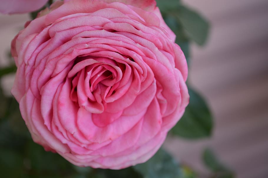 rose, dusky pink, color, romantic, rose bloom, nostalgia, feelings, HD wallpaper