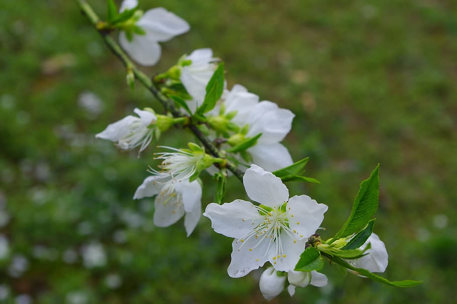 Spring, Flower, White, nature, white color, beauty in nature HD wallpaper