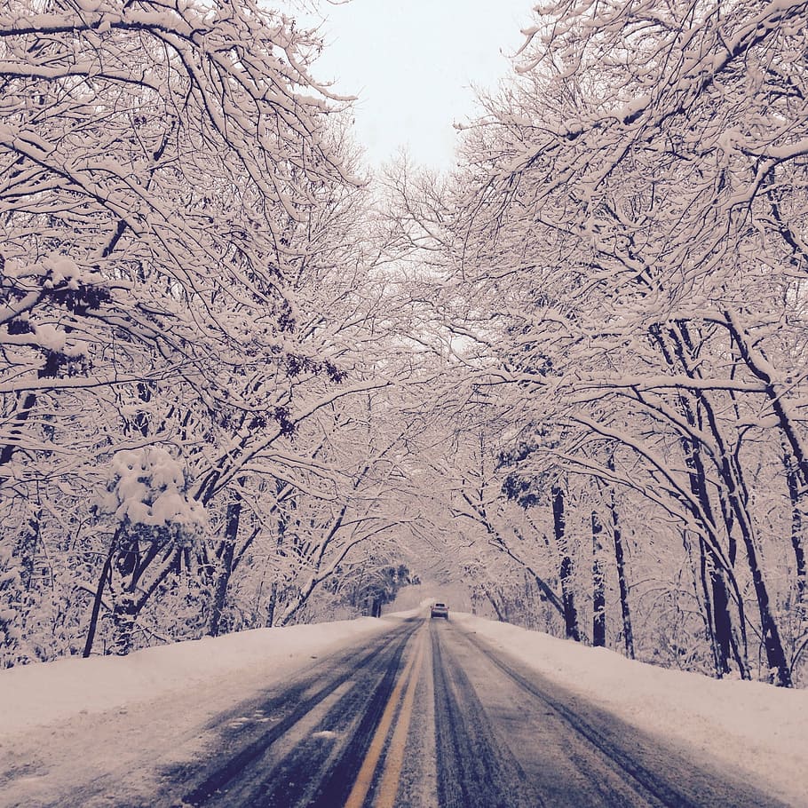 snow, winter, driving, cold temperature, road, tree, transportation HD wallpaper