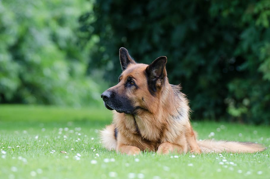 adult German shepherd laying on green grass, black brown, lying HD wallpaper