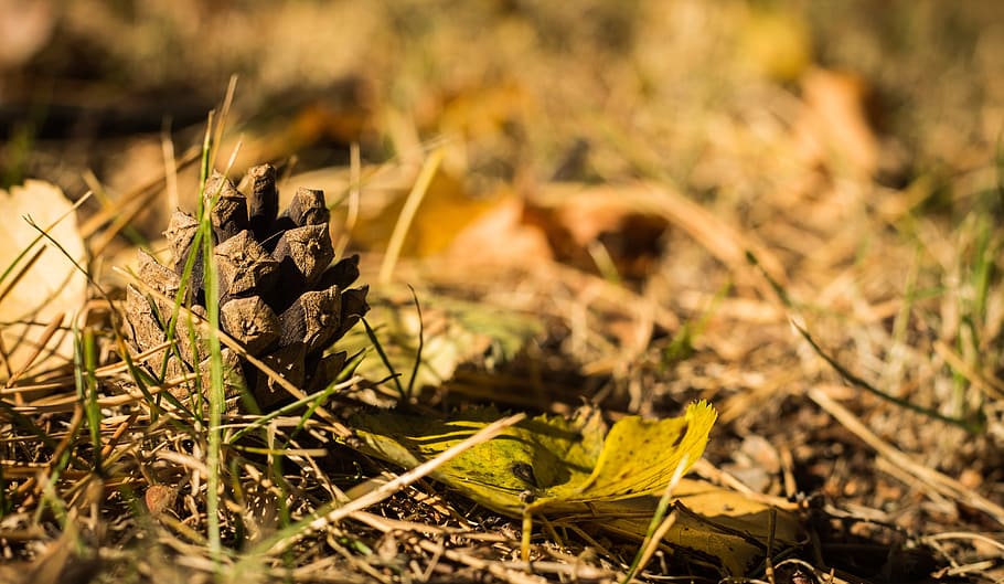 Cone, Nature, Forest, autumn, close-up, plant, outdoors, season HD wallpaper
