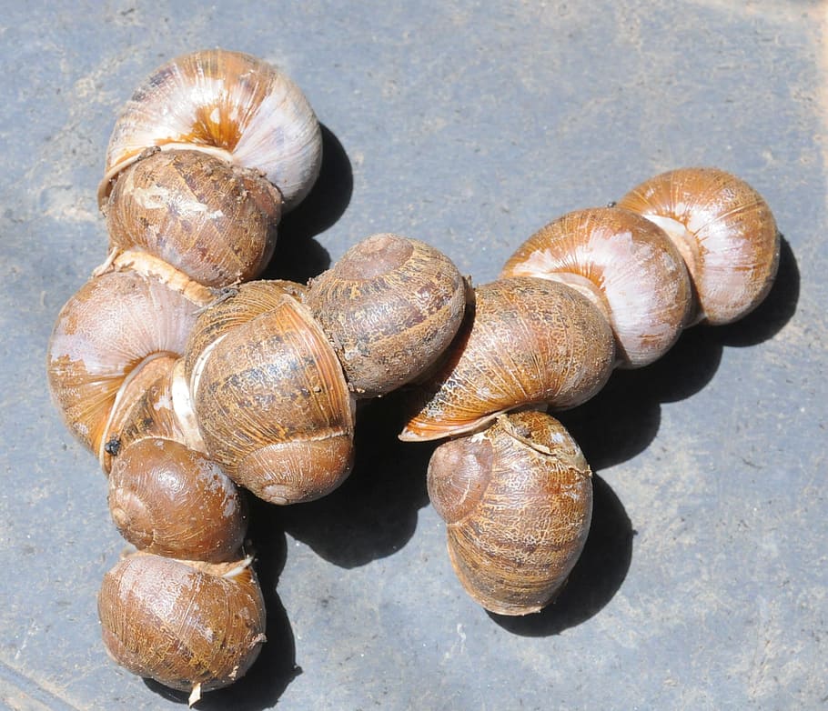 garden, snails, aestivation, helix, nature, shell, close-up HD wallpaper