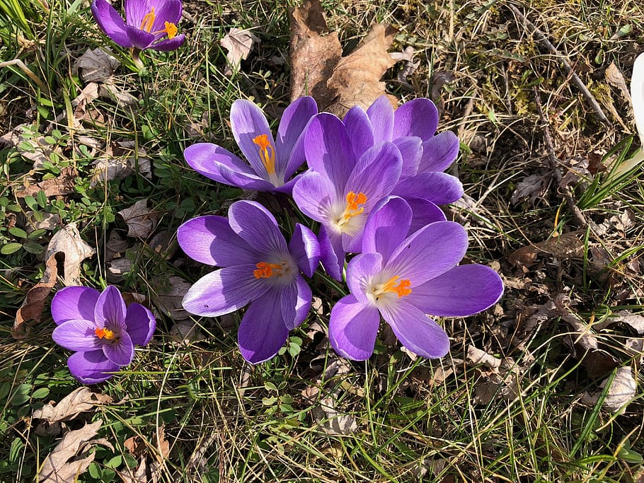 flower, crocus, blossom, bloom, blue, flowering plant, fragility HD wallpaper