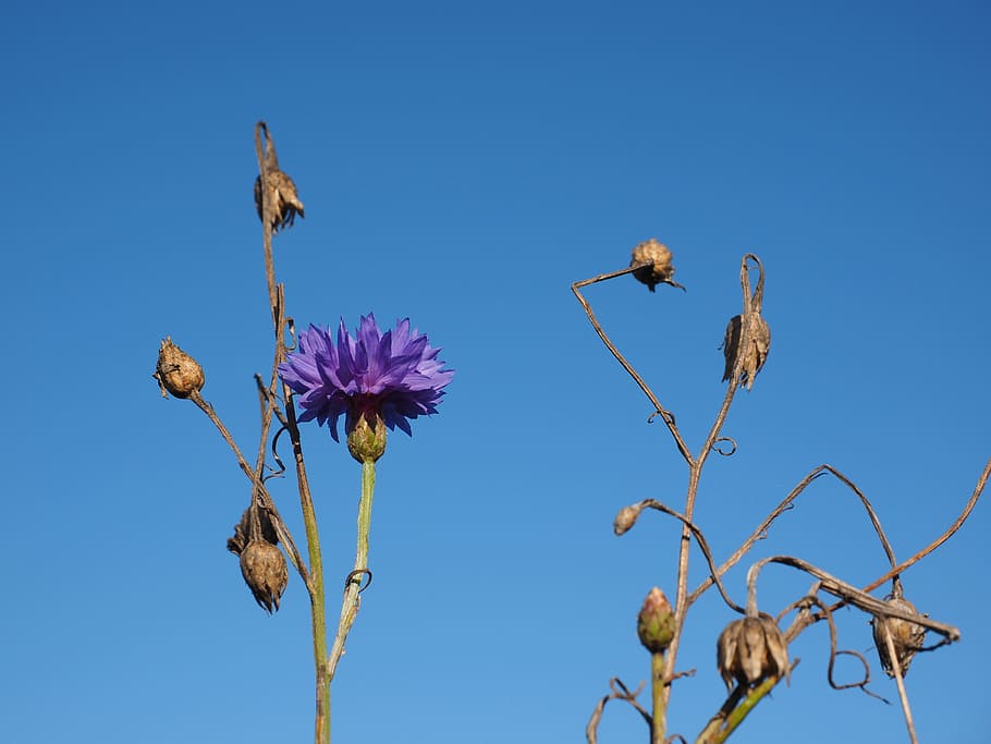 Cornflower, Blue, Blue, Violet, Purple, Flower, blossom, bloom HD wallpaper