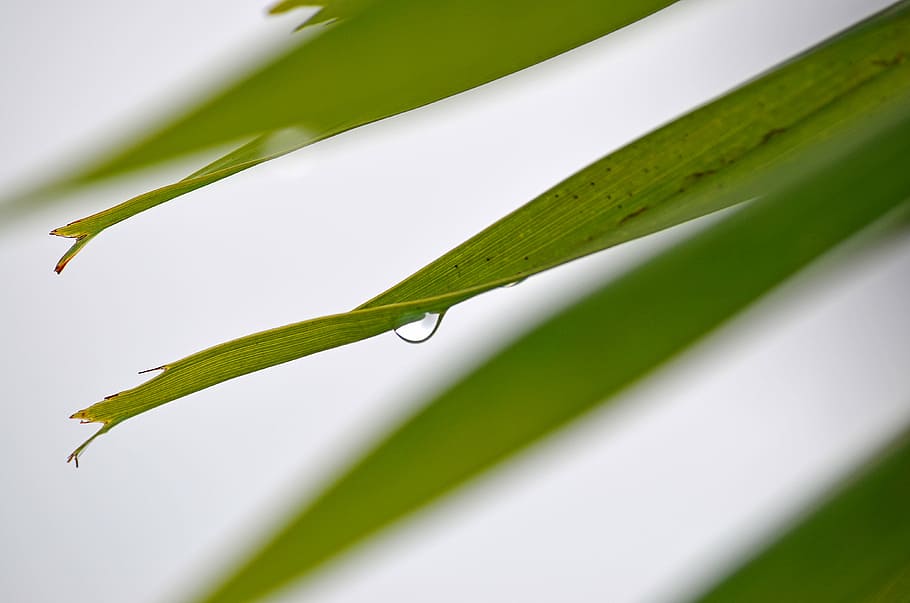 drop, palm, rain, plant, green color, plant part, leaf, close-up HD wallpaper