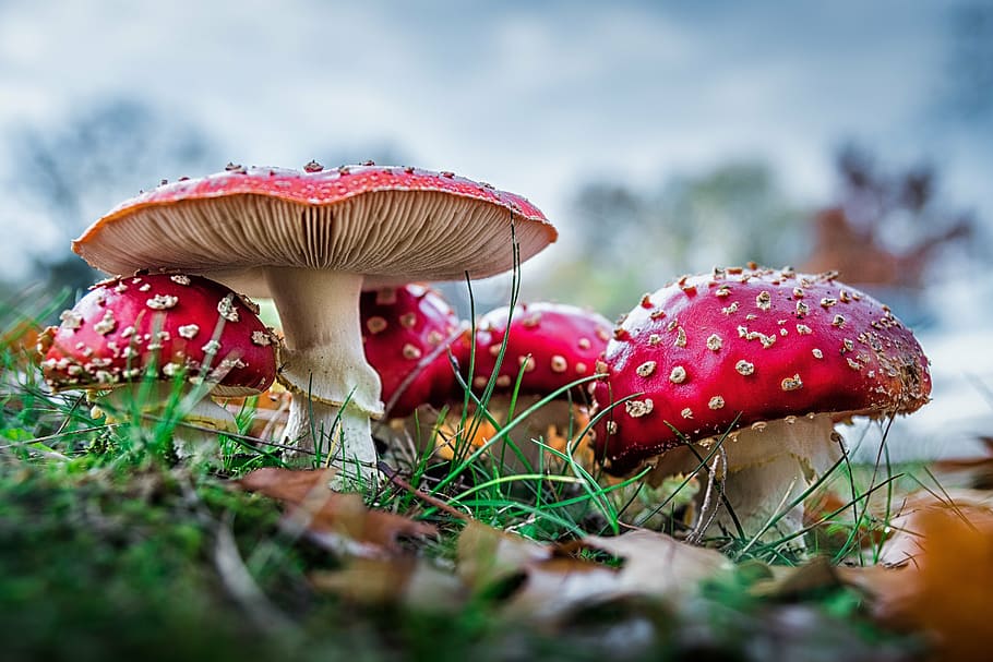 selective focus photography of red mushroom on grass field, matryoshka, HD wallpaper