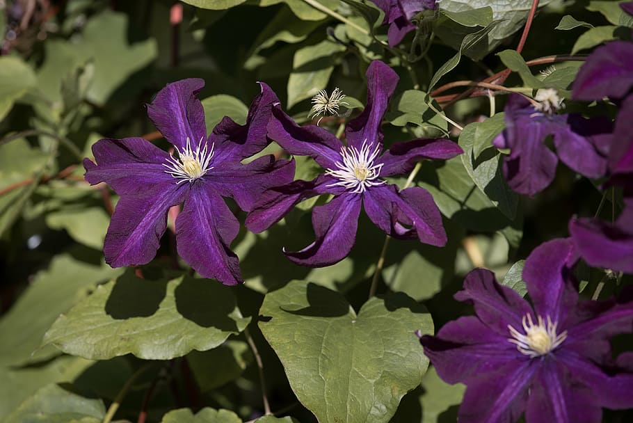 clematis, violet, blossom, bloom, climber, close, garden, nature HD wallpaper