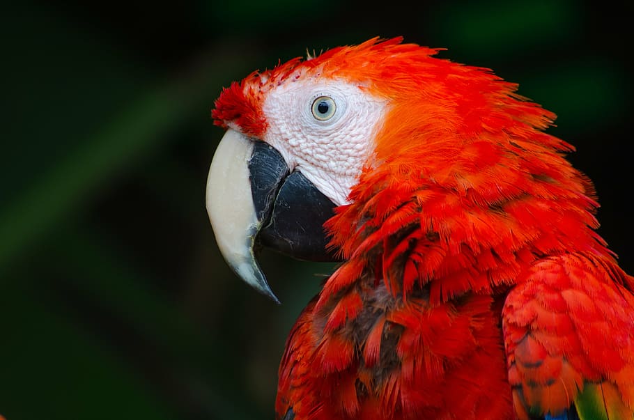 close-up photo of scarlet macaw, red, parrot, green, bird, animal HD wallpaper