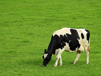 black and white cow eating grasses, meadow, landscape, summer HD wallpaper
