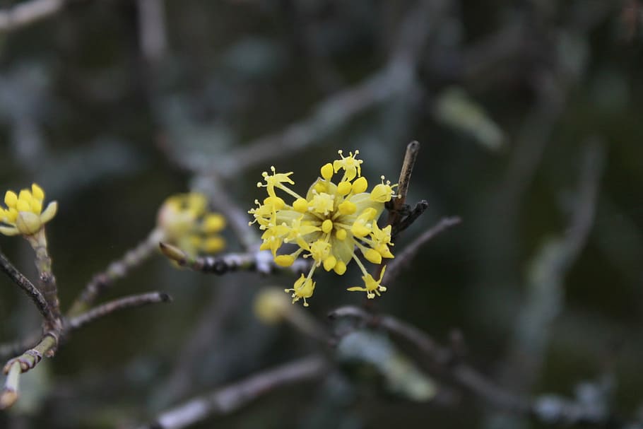 flowers, close, spring, plant, yellow, flowering plant, beauty in nature HD wallpaper