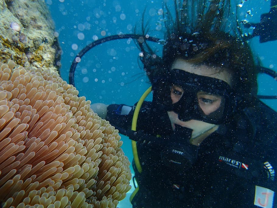 person under water looking brown corals, marine, diving, sea, HD wallpaper