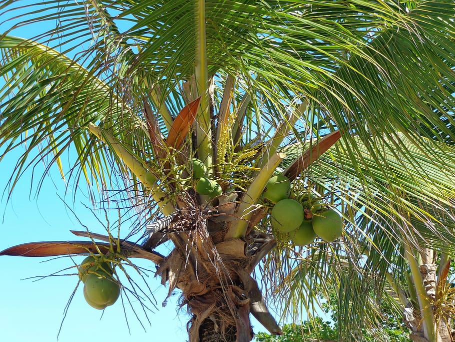 coconut tree, green, beach, fruit, nature, tropical Climate HD wallpaper