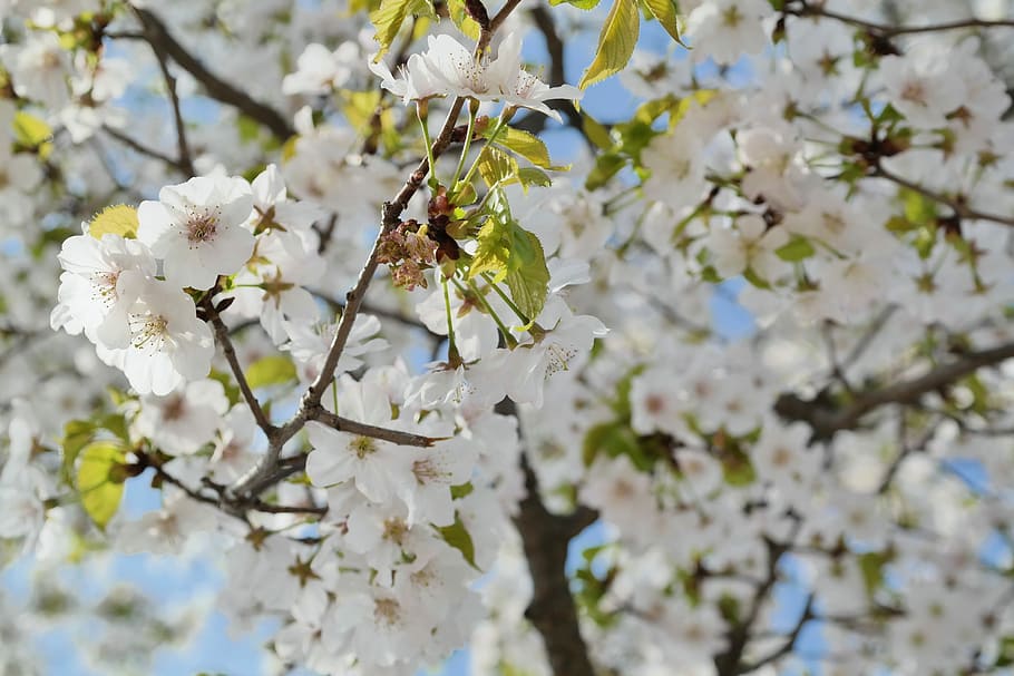 Cherry Blossom, Sky, Spring Flowers, april, sakura, plants, HD wallpaper