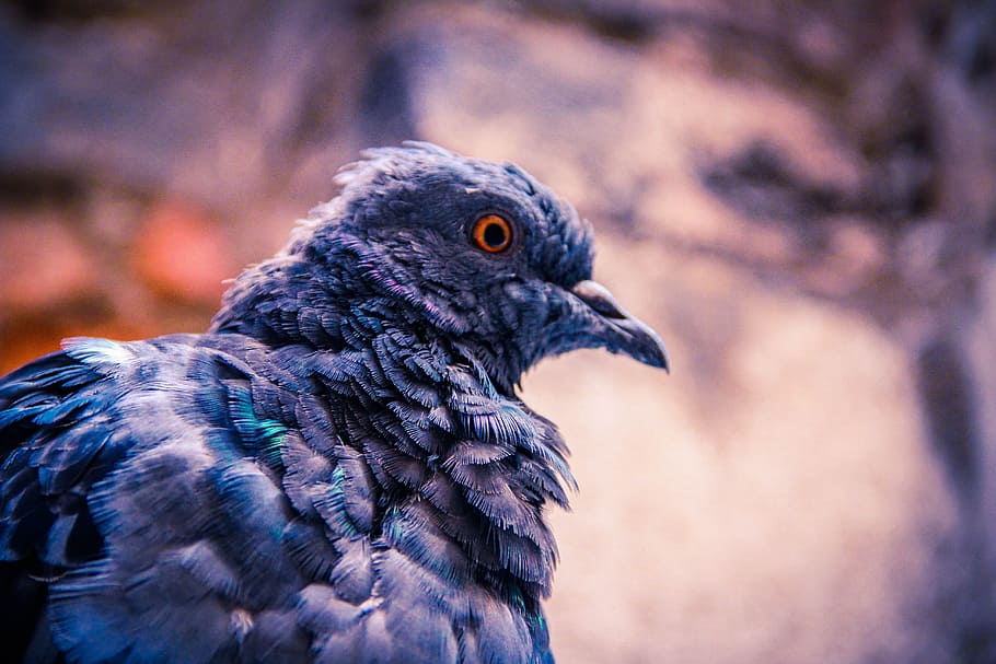 dove, bird, cold, feathers, animal, nature, impress, animal themes HD wallpaper