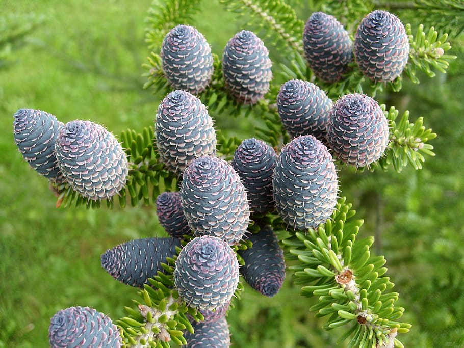 cones, conifer, closeup, nature, plant, growth, beauty in nature HD wallpaper