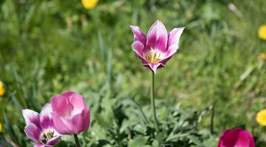 tulips, flower, garden, spring, nature, flowering plant, freshness HD wallpaper