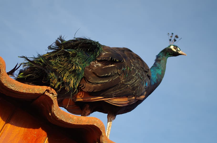 peacock, bird, color, animal themes, animal wildlife, animals in the wild HD wallpaper