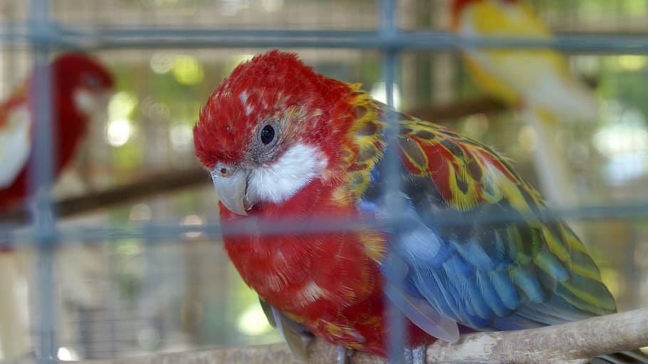 parrot, cage, sad, in captivity, bird, beak, feathers, parrots HD wallpaper