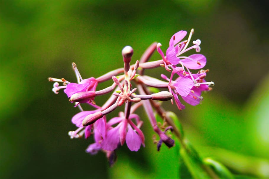 Selective Focus Photography of Purple Petal Flowers, beautiful HD wallpaper