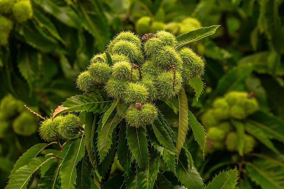 Chestnut, Tree, Nature, green color, leaf, no people, plant HD wallpaper