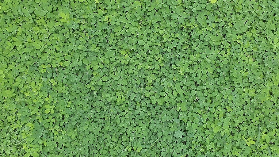 green leaf plants, green leaves, pattern, green grass, landscape HD wallpaper