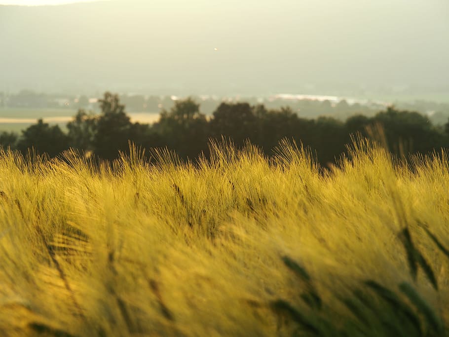 field, nature, summer, sunset, wheat, wheat field, wheat grass HD wallpaper