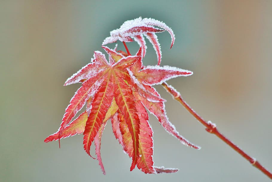 focus photography of red leaf plant, maple, maple leaf, leaves HD wallpaper