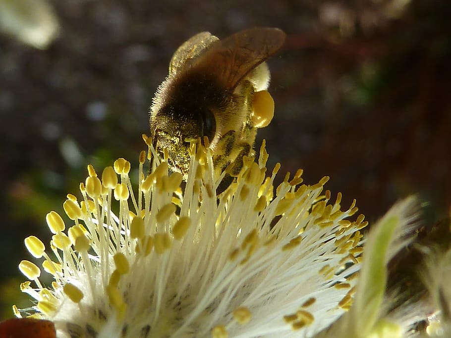 bee, pollination, nectar, nature, flower, garden, insect, close-up HD wallpaper