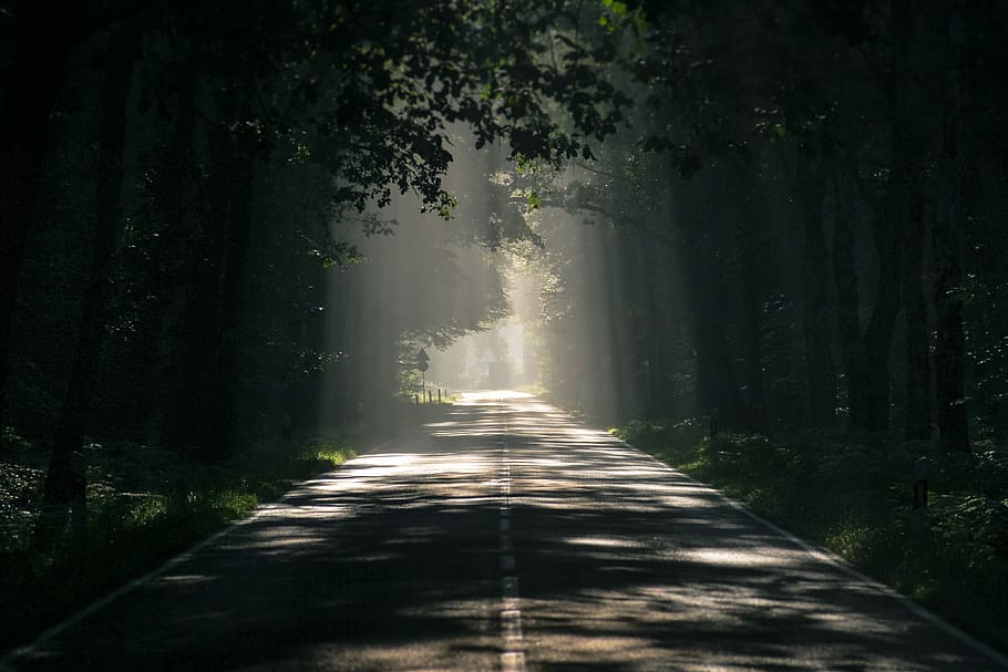 gray concrete road, Avenue, Trees, Mood, tree lined avenue HD wallpaper